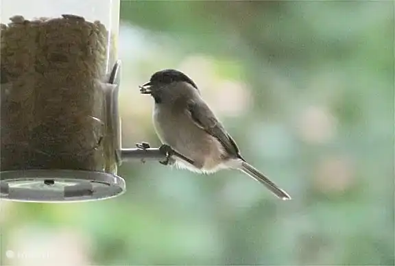Veel verschillende vogels in de tuin, glanskop.